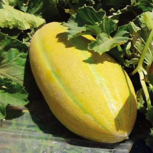 خربزه سمنانی
